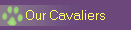 Our Cavaliers