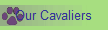 Our Cavaliers