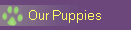 Our Puppies